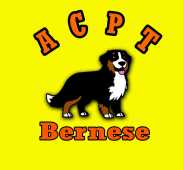 Acpt Bernese 
